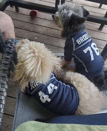 two dogs in maple leafs jerseys