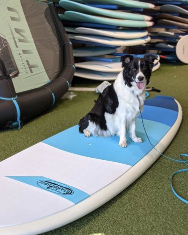 dog on surfboard in surf shop