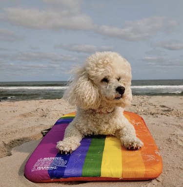 dog on rainbow surfboard