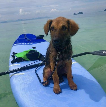 dog on blue surfboard