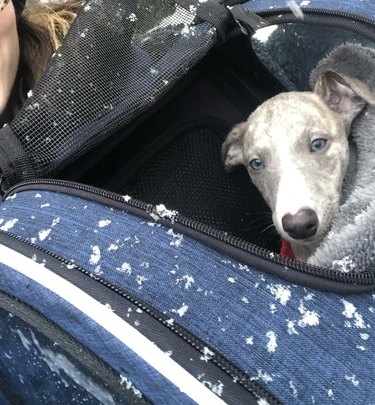 dog inside cozy backpack during snow