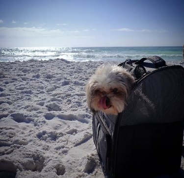 dog chilling inside a backpack at the beach