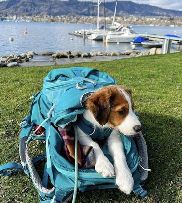 dog lying down inside blue backpack