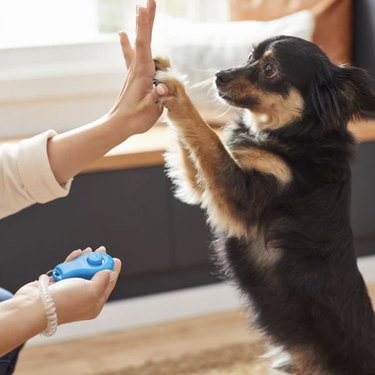 Chihuahua-looking dog giving owner a high five. The owner is holding the blue clicker in her other hand and is using the bungee wrist band.