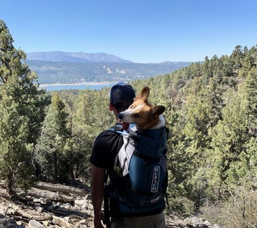 dog being carried inside backpack on a hike
