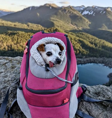 cute dog inside pink backpack on a hike