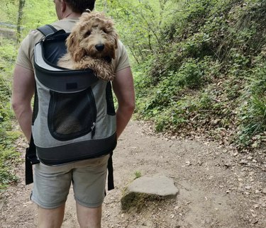 dog being carried inside backpack during hike