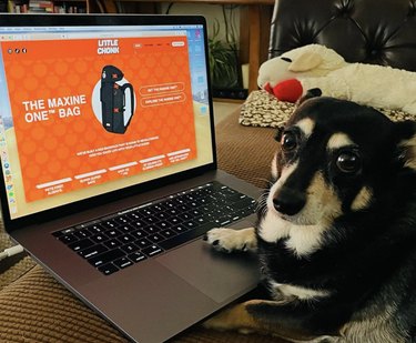 dog shopping for a backpack online with a laptop