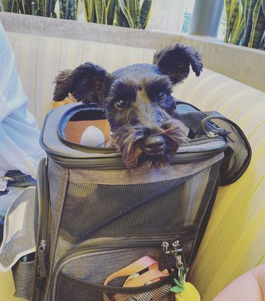 floppy eared dog inside mesh backpack