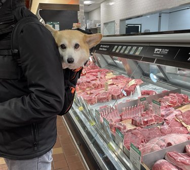 dog inside backpack shopping in a supermarket