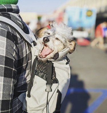 dog yawning while being carried inside backpack