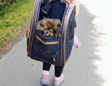 Pomeranian being carried inside backpack
