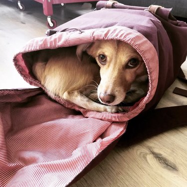 dog nestled inside pink backpack