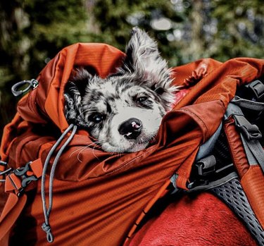 dog being carried inside bright red backpack
