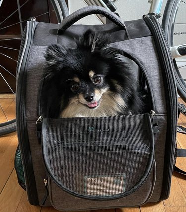 Pomeranian smiling inside a mesh backpack