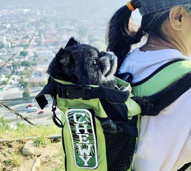 dog being carried inside a backpack on a hike