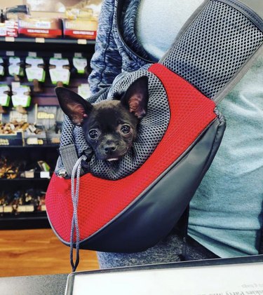 dog in a backpack inside a grocery store