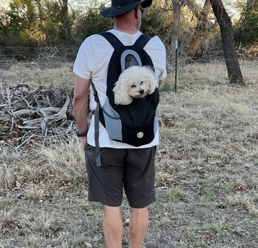fluffy white dog being carried inside backpack during hike