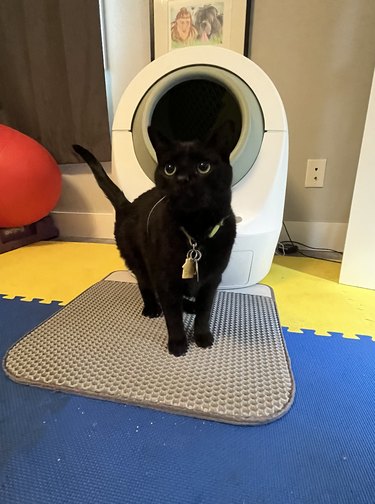 black cat next to the automatic litter box