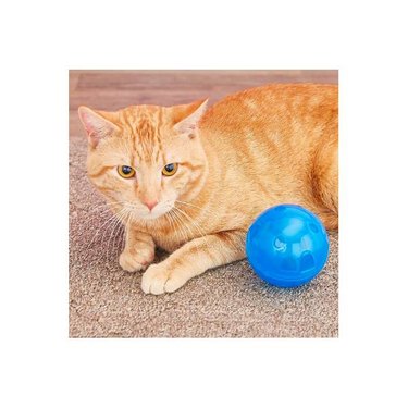 An orange cat with a blue PetSafe SlimCat Interactive Cat Feeder ball for an easy slow feeder experience