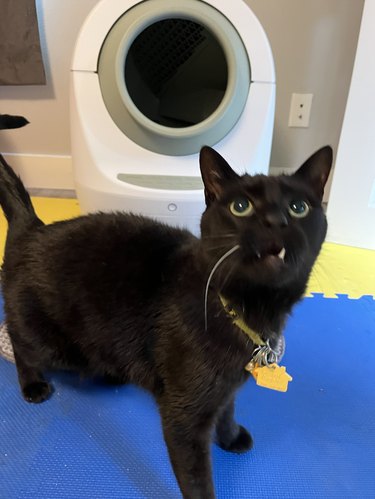 black cat looking up next to the automatic litter box