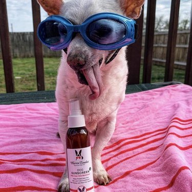 Thin-coated chihuahua wearing goggles and with his tounge sticking out is standing on a pink and red striped towel and photographed next to a bottle of the sunscreen spray.