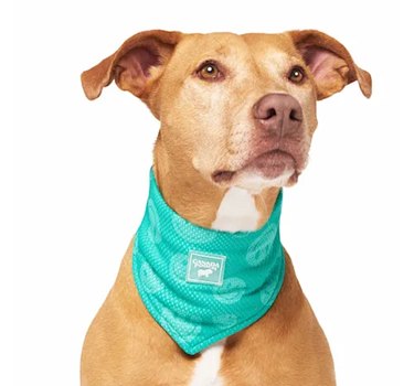 Canda Pooch Chill Seeker Cooling Dog Bandana in turquoise with smiley face pattern.