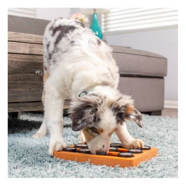 A white and grey dog using a OurPets Sushi Treat Dispensing Puzzle Dog & Cat Toy for homes with canine and feline friends