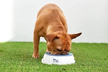 White and blue chilled pet cooler bowl with freezer-friendly gel insert.