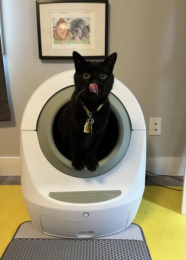 black cat using the automatic litter box and licking his nose