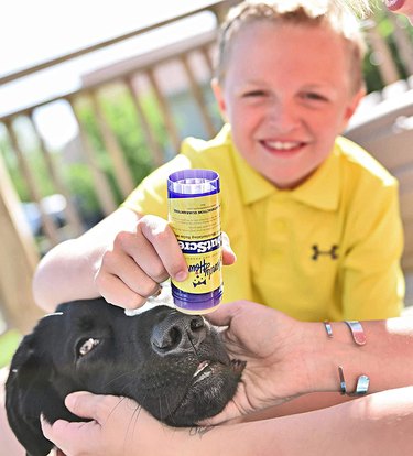A smiling little boy applying Handy Hound SnoutScreen to a black lab's nose. An adult is holding the dog's head to keep him still.