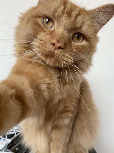 orange cat takes a selfie.