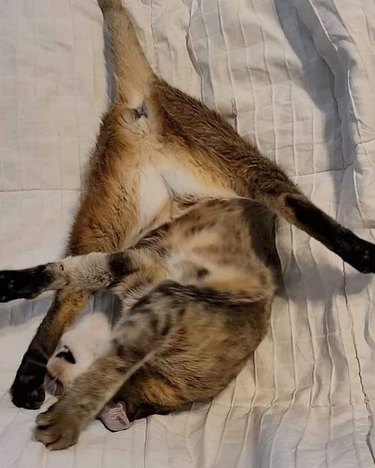 cat does alien yoga pose