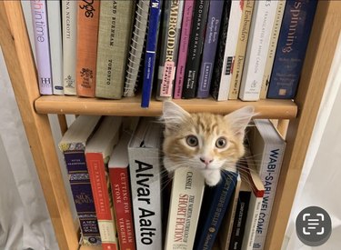 orange cat sticks head out of bookshelf.
