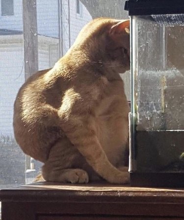 orange cat sits like a human and stares at lizard in tank.