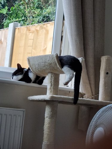sleeping cat stretches from cat tree to window sill