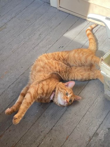 cat twisted like a pretzel