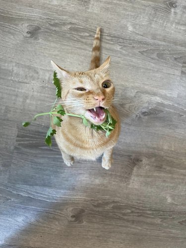 orange cat eating fresh catnip.
