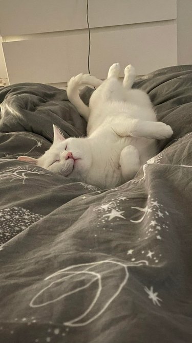 white cat twisted into funny shape