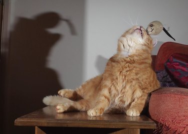 orange cat plays with plush mouse.