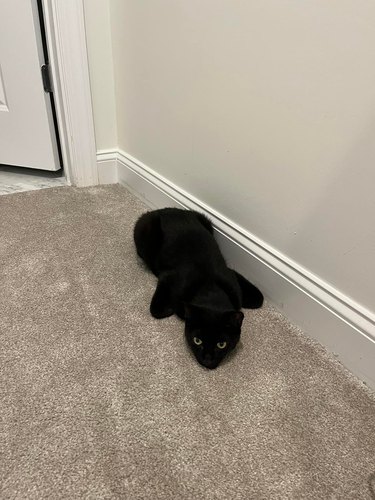 black cat looks like stealth fighter