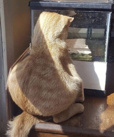 orange cat sits like a human and stares at lizard in a tank.