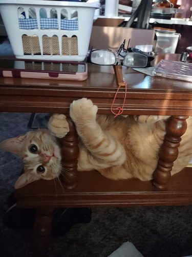 orange cat crawling around coffee table.