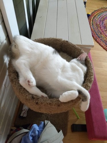 cat sleeping with face smooshed against cat tower