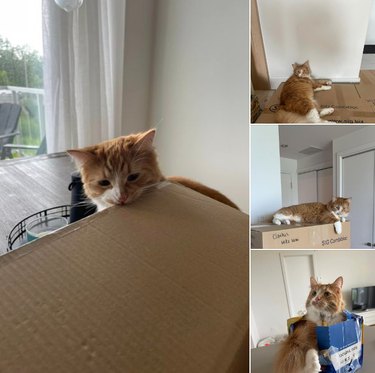 orange cat loves cardboard boxes.