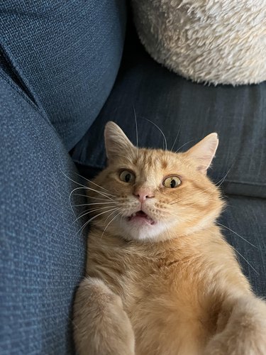 orange cat is looking surprised while relaxing on a couch.