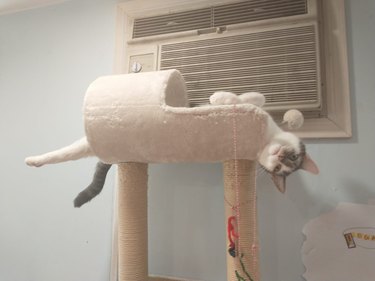 cat sleeping with legs extended off cat tower