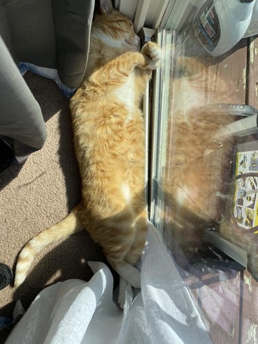 orange cat sleeping in the sun.