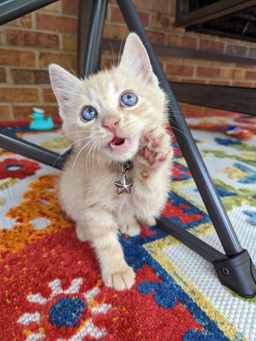 orange kitten with blue eyes is raising their paw towards their face.