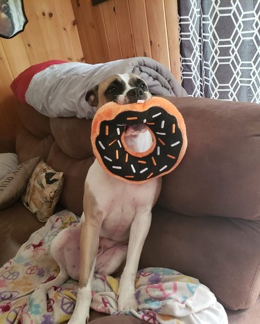 dog is proud of donut plush toy